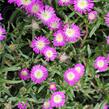 Kosmatec 'Suntropics Hot Pink' - Delosperma cultivars 'Suntropics Hot Pink'