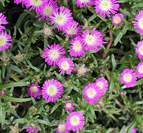 Kosmatec 'Suntropics Hot Pink' - Delosperma cultivars 'Suntropics Hot Pink'