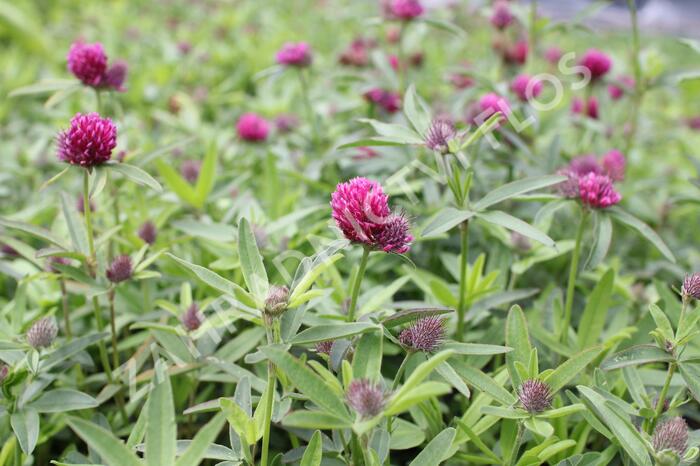 Jetel alpínský - Trifolium alpestre