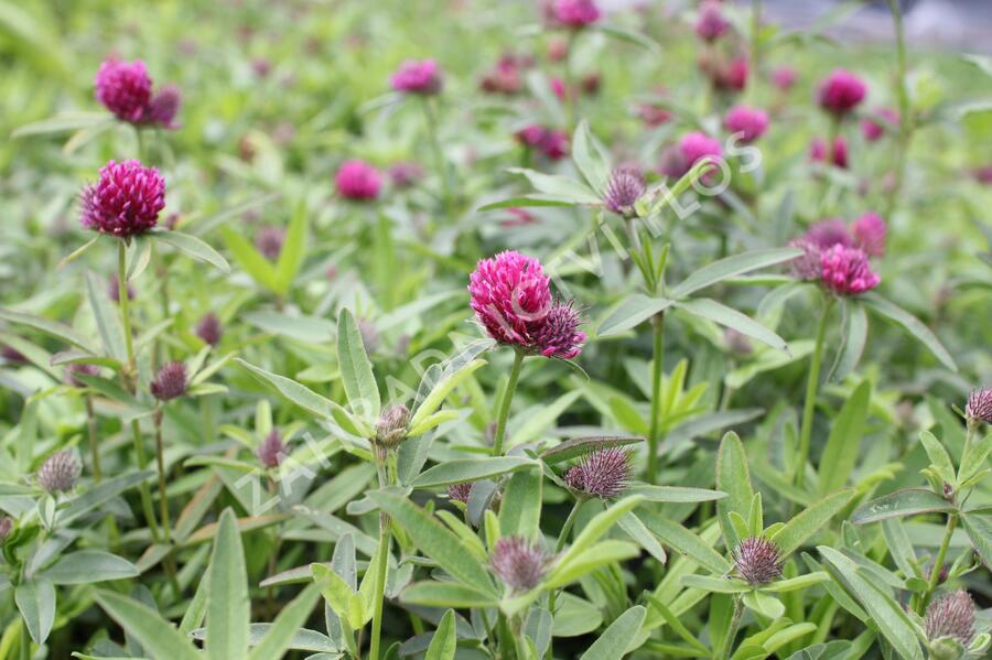 Jetel alpínský - Trifolium alpestre