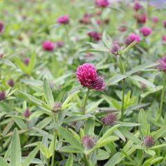 Jetel alpínský - Trifolium alpestre