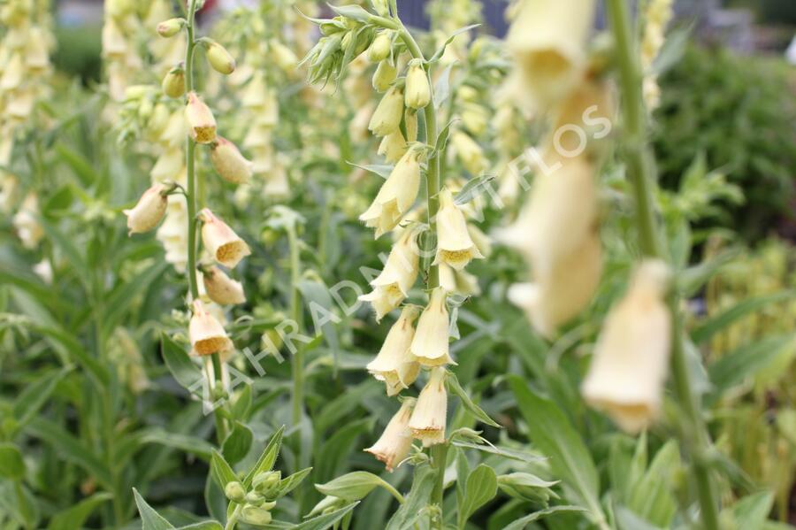 Náprstník žlutý - Digitalis lutea