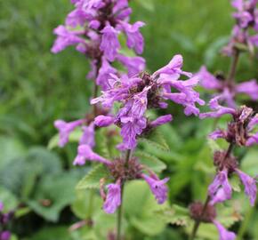 Čistec velkokvětý - Stachys grandiflora (macrantha)