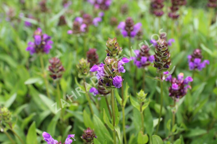 Černohlávek velkokvětý - Prunella grandiflora