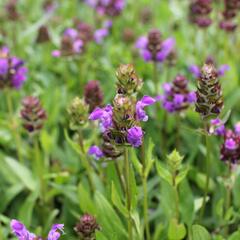 Černohlávek velkokvětý - Prunella grandiflora