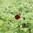 Mochna 'Flamboyant' - Potentilla 'Flamboyant'