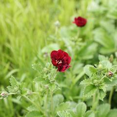 Mochna 'Flamboyant' - Potentilla 'Flamboyant'