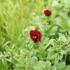 Potentilla 'Flamboyant'.JPG