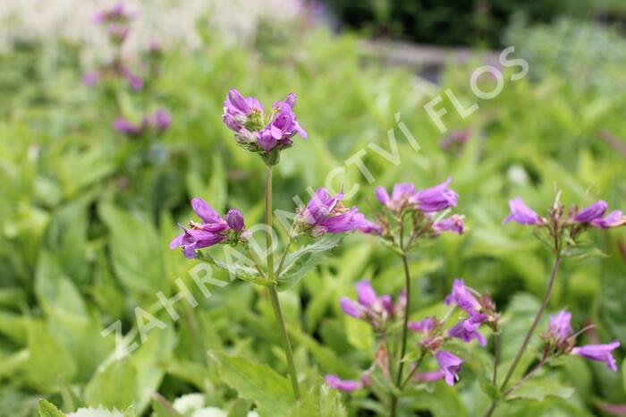 Dračík - Penstemon spectabilis