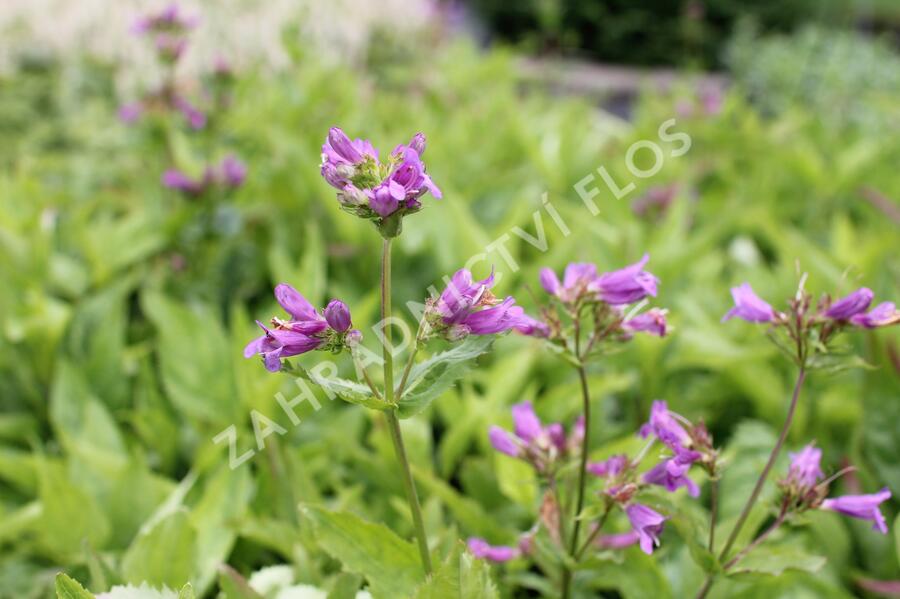 Dračík - Penstemon spectabilis