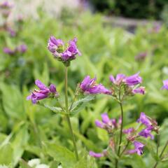 Dračík - Penstemon spectabilis