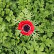 Sasanka věncová 'Hollandia' - Anemone coronaria 'Hollandia'