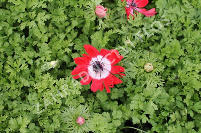 Sasanka věncová 'Hollandia' - Anemone coronaria 'Hollandia'