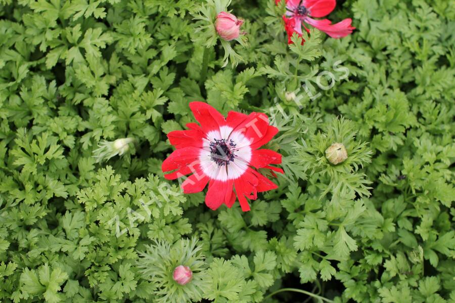 Sasanka věncová 'Hollandia' - Anemone coronaria 'Hollandia'