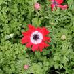 Sasanka věncová 'Hollandia' - Anemone coronaria 'Hollandia'