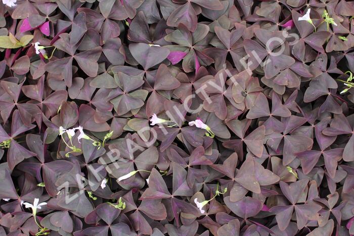 Šťavel trojhranná (Šťovík) - Oxalis triangularis