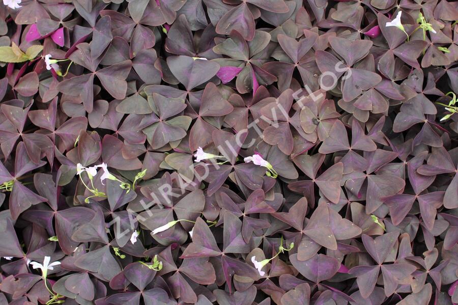 Šťavel trojhranná (Šťovík) - Oxalis triangularis