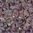 Šťavel trojhranná (Šťovík) - Oxalis triangularis