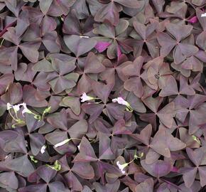 Šťavel trojhranná (Šťovík) - Oxalis triangularis