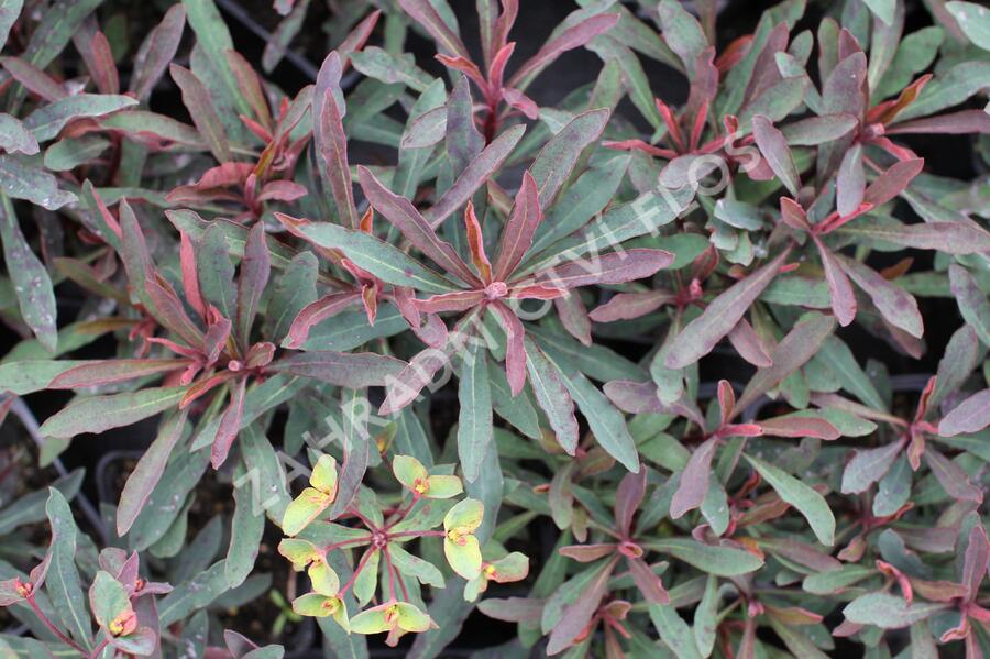 Pryšec hnědokvětý 'Miners Merlot' - Euphorbia characias 'Miners Merlot'