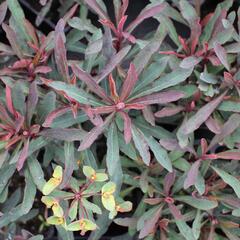 Pryšec hnědokvětý 'Miners Merlot' - Euphorbia characias 'Miners Merlot'