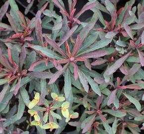 Pryšec hnědokvětý 'Miners Merlot' - Euphorbia characias 'Miners Merlot'