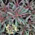 Euphorbia characias 'Miners Merlot'_02.JPG