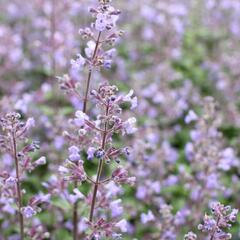 Šanta 'Purrsian Blue' - Nepeta x faassenii 'Purrsian Blue'