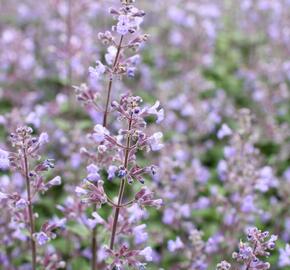 Šanta 'Purrsian Blue' - Nepeta x faassenii 'Purrsian Blue'