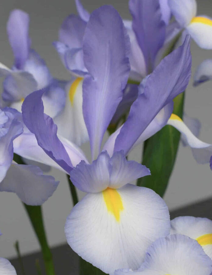 Kosatec 'Claire's Delight' - Iris hollandica 'Claire's Delight'