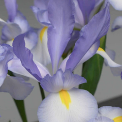 Kosatec 'Claire's Delight' - Iris hollandica 'Claire's Delight'