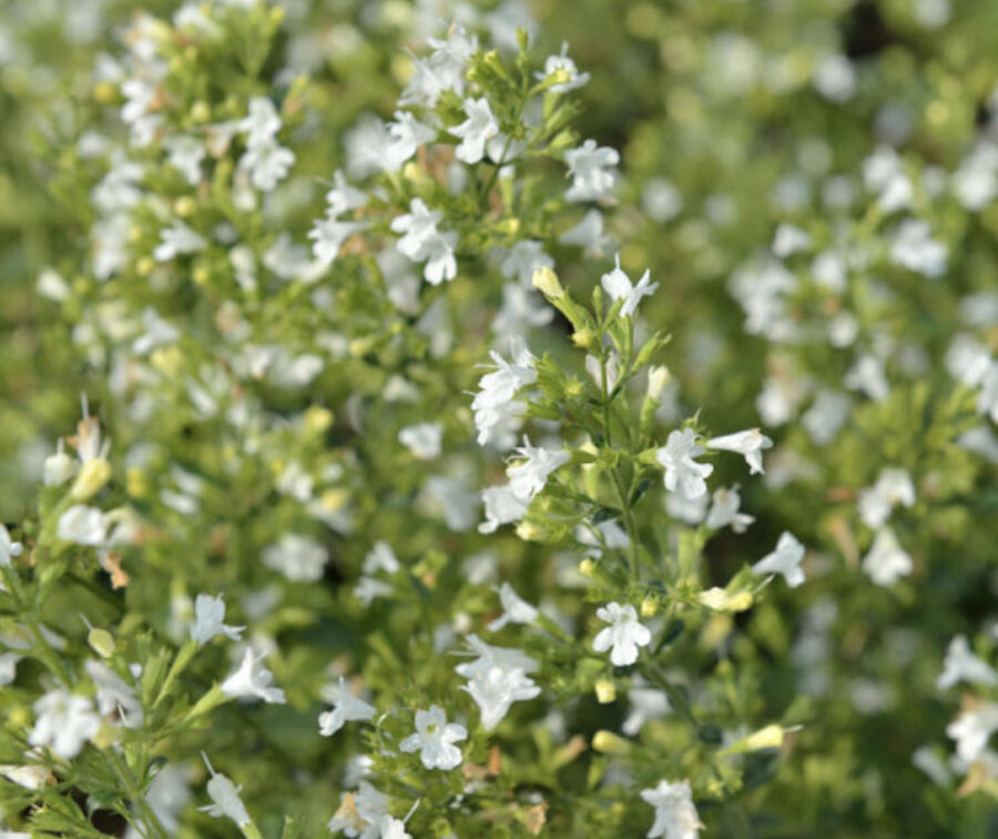 Marulka lékařská 'Marvelette White' - Calamintha nepeta 'Marvelette White'