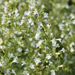 Marulka lékařská 'Marvelette White' - Calamintha nepeta 'Marvelette White'