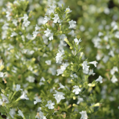 Marulka lékařská 'Marvelette White' - Calamintha nepeta 'Marvelette White'