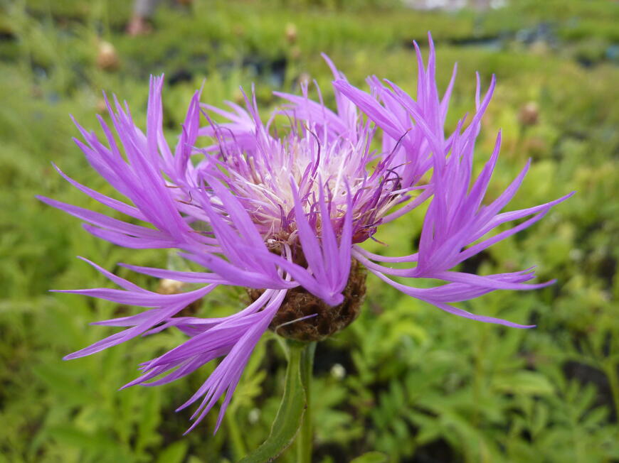 Centaurea dealbata (3)