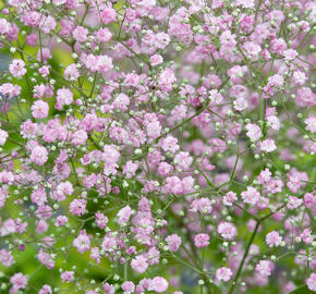 Šater latnatý - Gypsophila paniculata