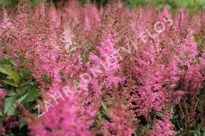 Čechrava 'Younique Pink' - Astilbe 'Younique Pink'