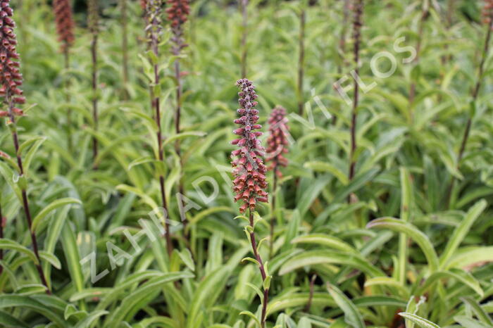 Náprstník drobnokvětý - Digitalis parviflora