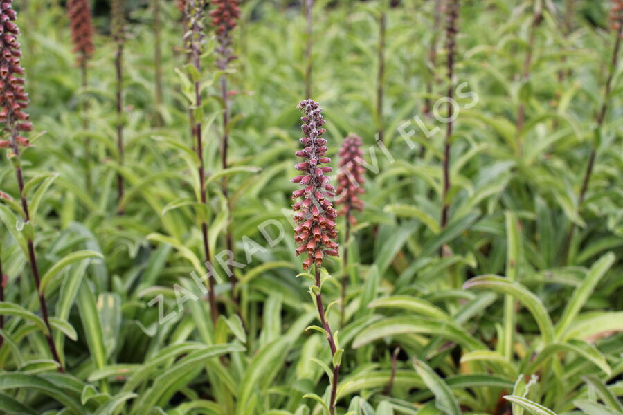 Náprstník drobnokvětý - Digitalis parviflora