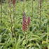 Digitalis parviflora.JPG