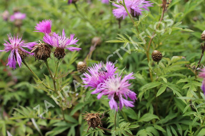 Chrpa bělavá - Centaurea dealbata