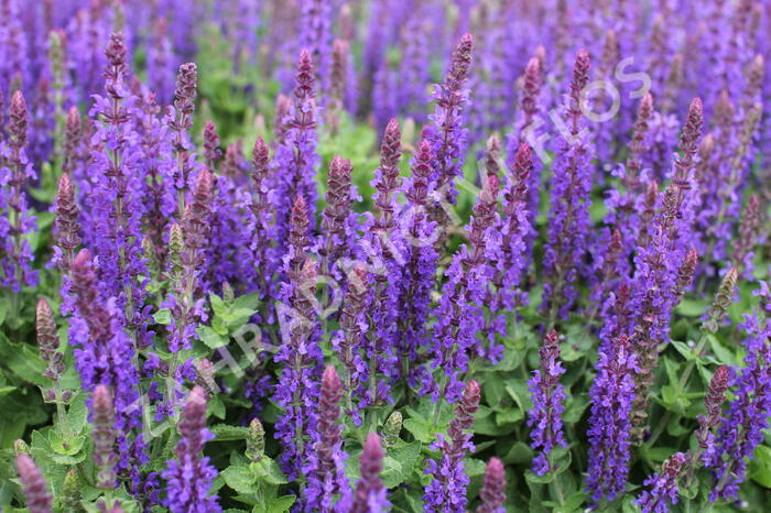 Šalvěj hajní 'Blue Bouquetta' - Salvia nemorosa 'Blue Bouquetta'