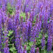 Šalvěj hajní 'Blue Bouquetta' - Salvia nemorosa 'Blue Bouquetta'