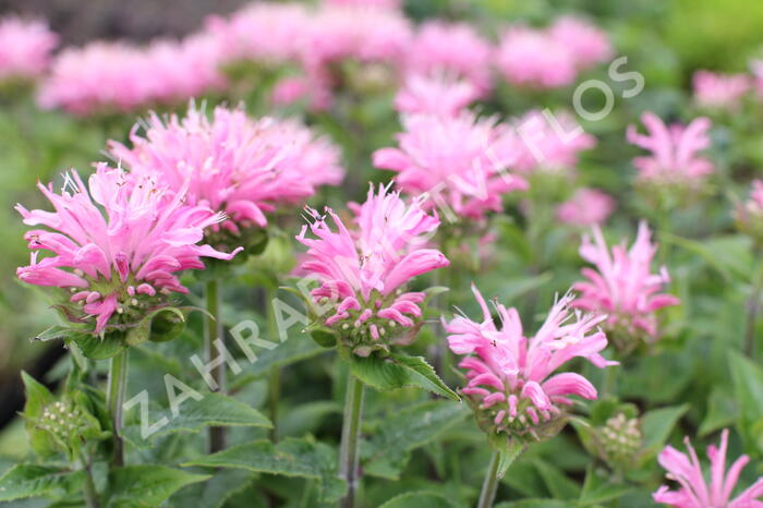 Zavinutka 'Sugar Buzz Pink Frosting'' - Monarda 'Sugar Buzz Pink Frosting'