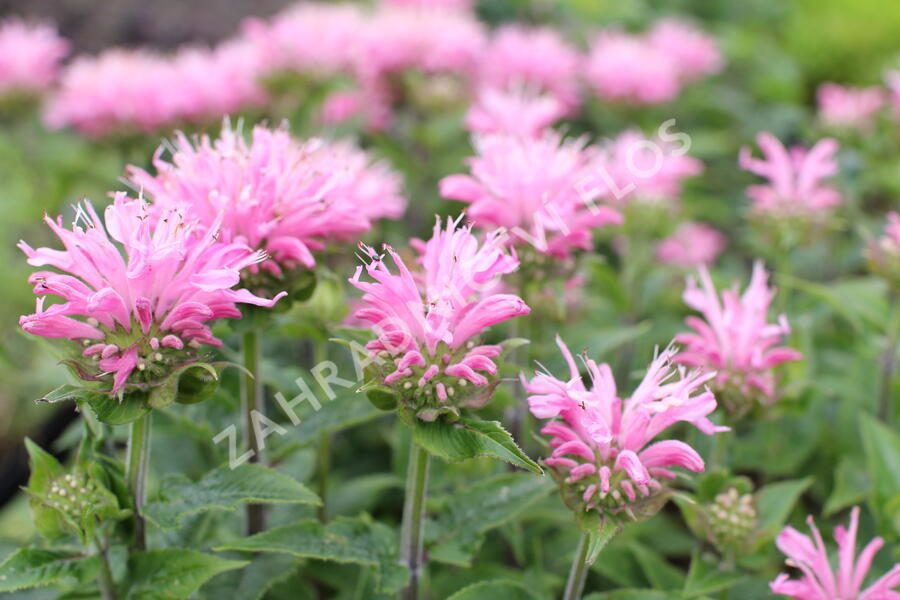 Zavinutka 'Sugar Buzz Pink Frosting'' - Monarda 'Sugar Buzz Pink Frosting'