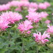 Zavinutka 'Sugar Buzz Pink Frosting'' - Monarda 'Sugar Buzz Pink Frosting'