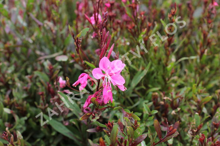 Svíčkovec 'Flamingo Pink' - Gaura lindheimeri 'Flamingo Pink'