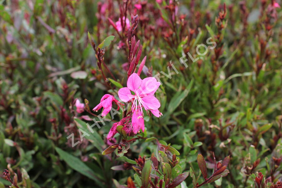 Svíčkovec 'Flamingo Pink' - Gaura lindheimeri 'Flamingo Pink'