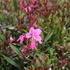 Gaura lindheimeri 'Flamingo Pink'.JPG