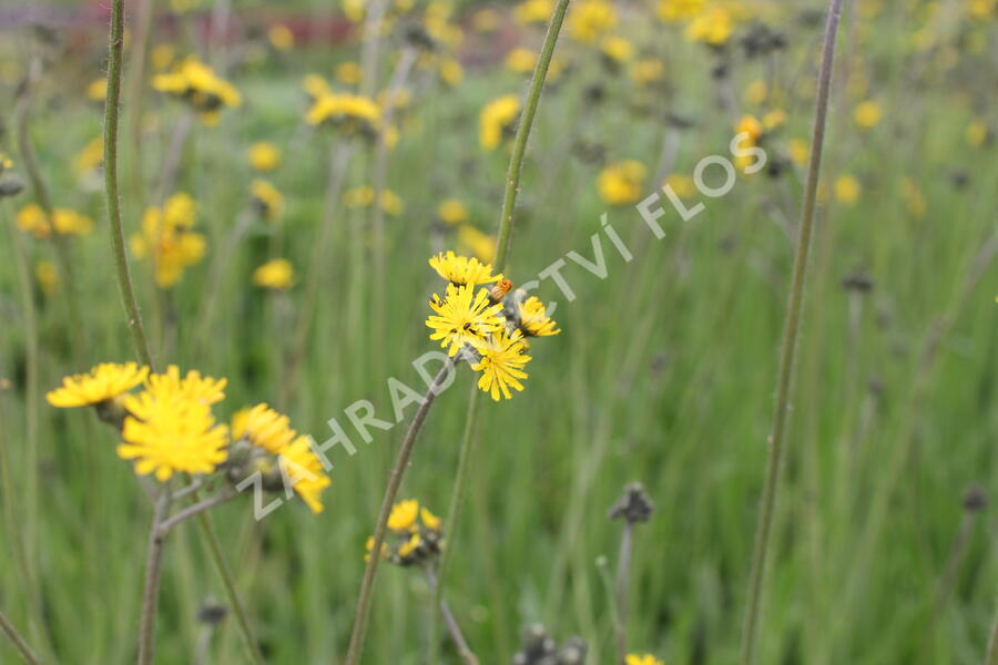 Jestřábník huňatý - Hieracium villosum